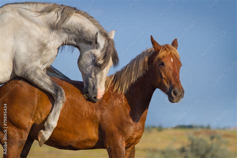 sex stock photos|7,764 Couples Copulating Stock Photos & High